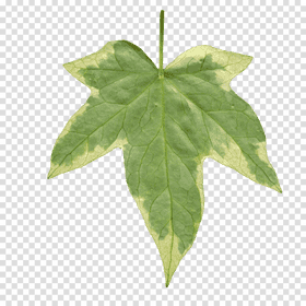 Vibrant Green Veined Leaf Design PNG