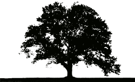 Majestic Silhouette of the Tree at Dusk PNG