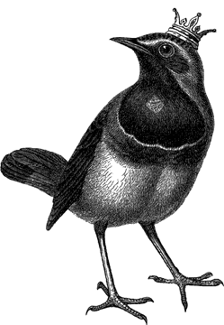 Majestic Bird in Elegant Stance PNG