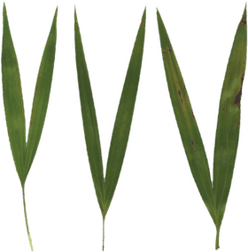 Variations of Grass Leaves Nature's Green Elegance PNG