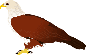 Kite Flying with the Majestic Eagle PNG