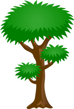 Lush Green Canopy Tree PNG