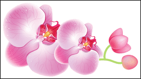Elegant Orchid Blossom in Bloom PNG
