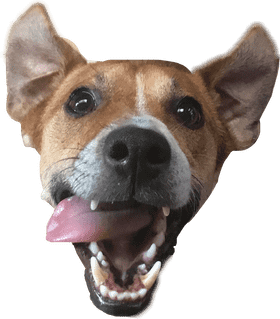 Joyful Dog Smiling Brightly PNG