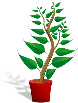 Lush Indoor Plant for Vibrant Home Decor PNG