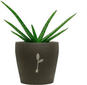 Fresh Aloe Vera Oasis in a Stylish Pot PNG