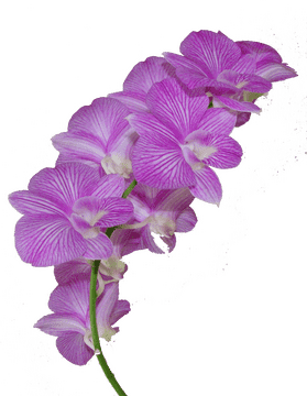 Elegant Orchid Blooms in Soft Pink PNG