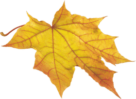 Golden Autumn Leaf Delight PNG