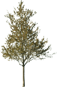 Golden Leaves Tree of Tranquility PNG