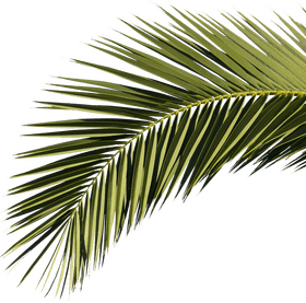 Graceful Palm Tree Fronds Against the Sky PNG