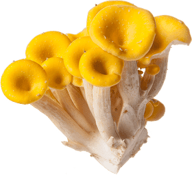 Golden Gourmet Mushroom Delight PNG