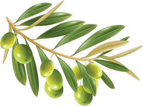 Nature's Essence Olive Oil Delight PNG