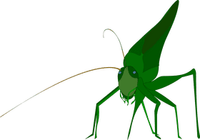 Green Insect with Long Antennae and Legs PNG