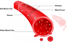 Understanding Blood Components and Their Functions PNG
