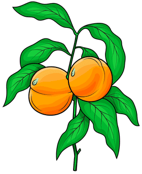 Peach Blossom Delightful Harvest PNG