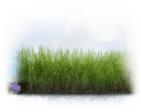 Serene Nature Trail Through Vibrant Grasslands PNG