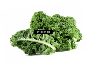 Vibrant Curly Kale Bunch PNG