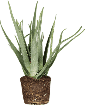 Lush Aloe Vera Plant in Natural Soil Pot PNG