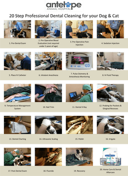 Comprehensive Dental Care Procedures at Antelope Animal Hospital PNG