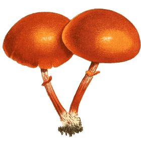 Twin Golden Mushroom Delight PNG