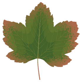 Effortless Clean The Ultimate Leaf Blower Solution PNG