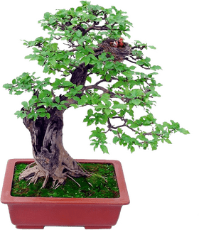 Bonsai Tree with Nesting Harmony PNG