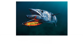 Underwater Fishing Adventures Encountering Majestic Predators PNG