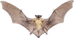 Flying Creature The Baseball Bat's Namesake PNG