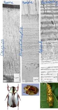 Insect Life Cycle Beetles and Butterflies PNG