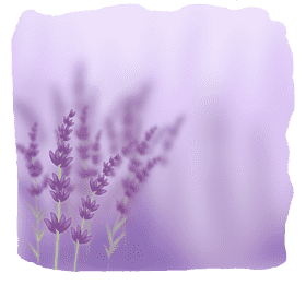 Tranquil Serenity of the Lavender Field PNG