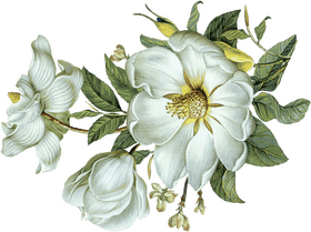 Elegant White Blossom Flower Arrangement PNG