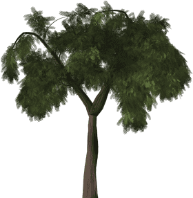 Majestic Green Canopy Tree PNG