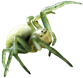 Translucent Insect with Delicate Legs PNG
