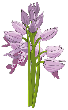 Orchid Dreams in Delicate Bloom PNG