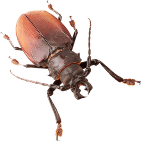 Majestic Insect of the Forest Floor PNG