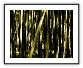 Whispers of Tranquility in the Bamboo Forest PNG