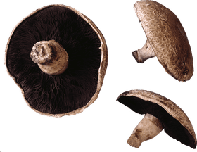 Majestic Mushroom Nature's Hidden Delight PNG