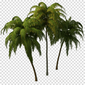 Tropical Palm Trees Duo PNG