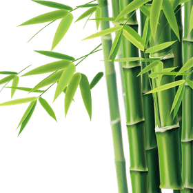 Whispers of the Bamboo Forest PNG