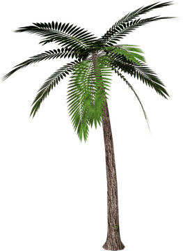 Majestic Palm Tree of Paradise PNG