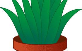 Aloe Vera Nature’s Soothing Succulent Plant PNG