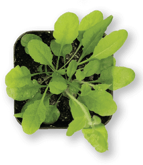 Vibrant Green Indoor Plant Delight PNG