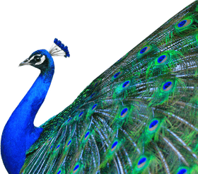 Majestic Peacock Displaying Vibrant Feathers PNG