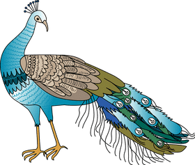 Majestic Peacock in Vibrant Plumage PNG