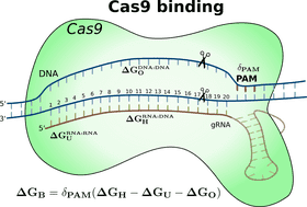Dynamic Energy of DNA Editing with Cas9 PNG
