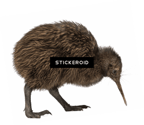 Fluffy Flightless Bird of New Zealand PNG