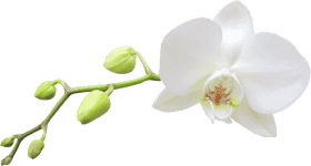Elegant White Orchid Blossom PNG