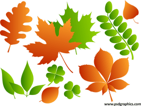Autumn's Vibrant Leaf Collection PNG