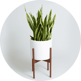 Elegant Indoor Plant Display in a Modern Pot PNG