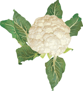 Cauliflower Delight A Vegetable Garden Favorite PNG